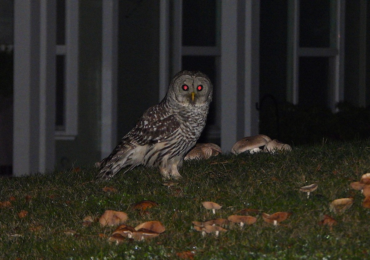 Сова неоарктична - ML646499863