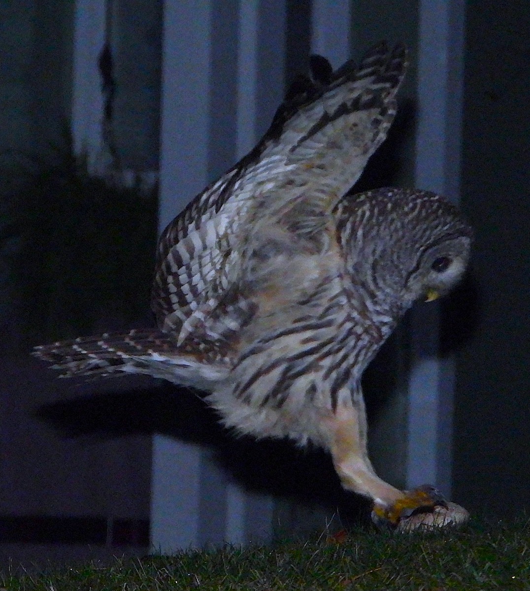 Сова неоарктична - ML646499869