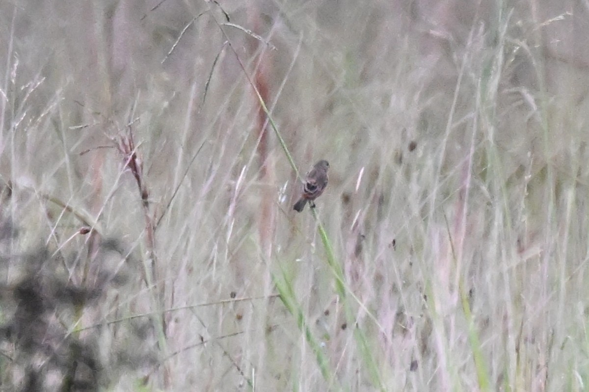 Ruddy-breasted Seedeater - ML646499870