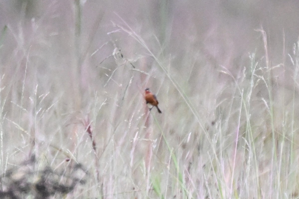 Ruddy-breasted Seedeater - ML646499871