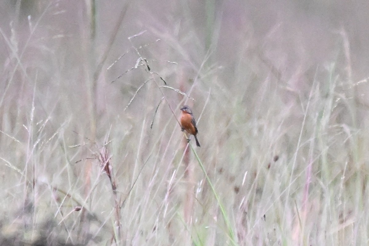 Ruddy-breasted Seedeater - ML646499872