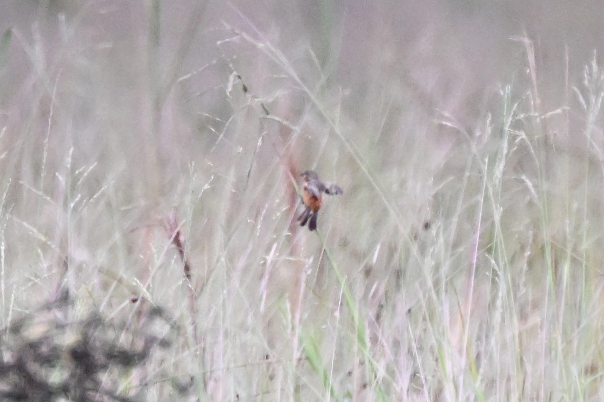 Ruddy-breasted Seedeater - ML646499873