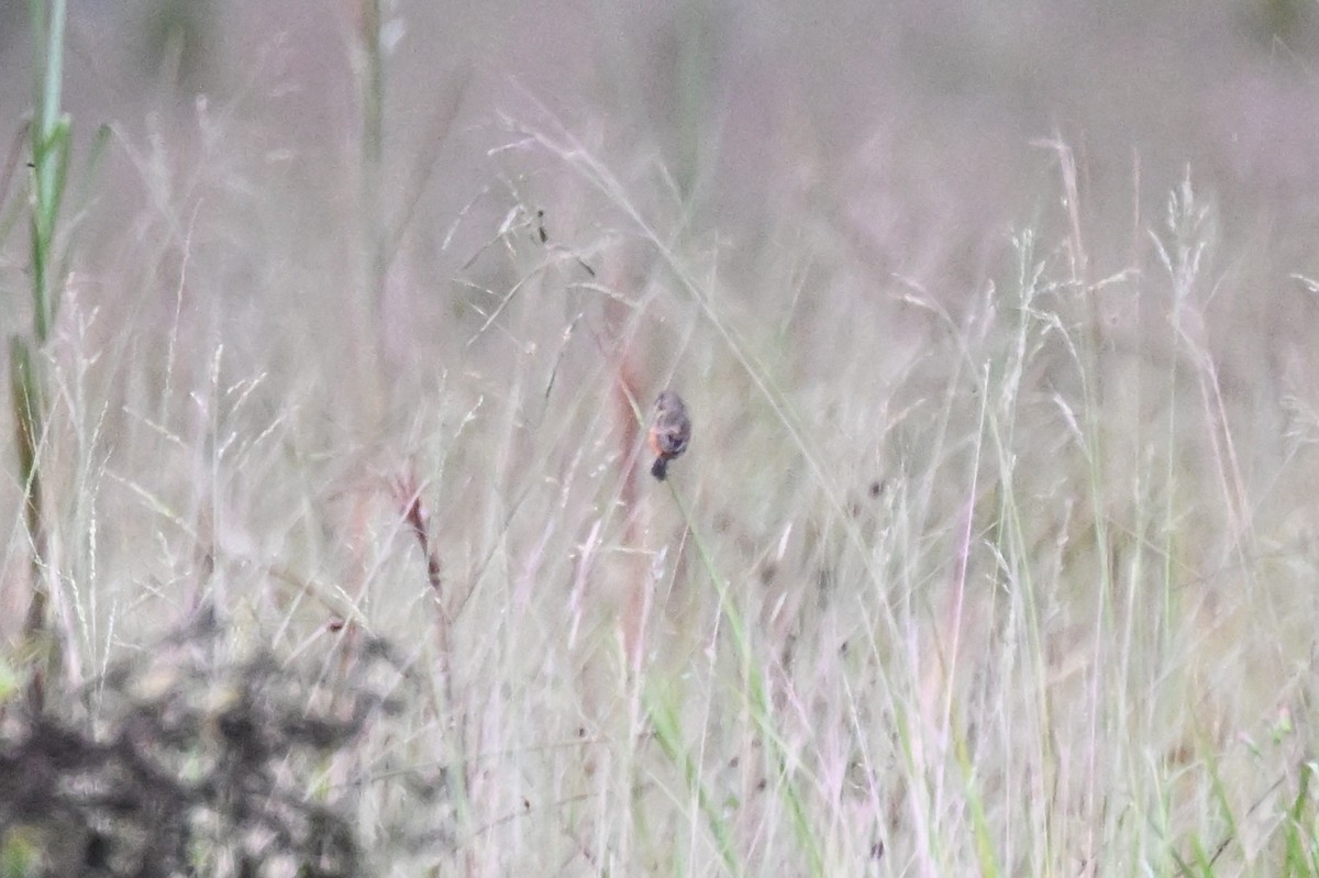 Ruddy-breasted Seedeater - ML646499874