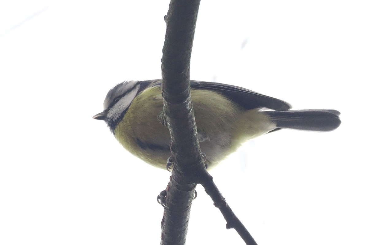 blåmeis - ML646499877