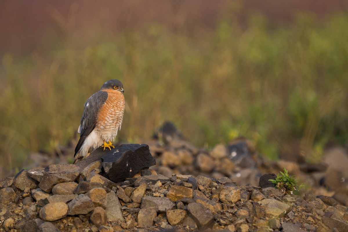 Gavilán Común - ML646499878