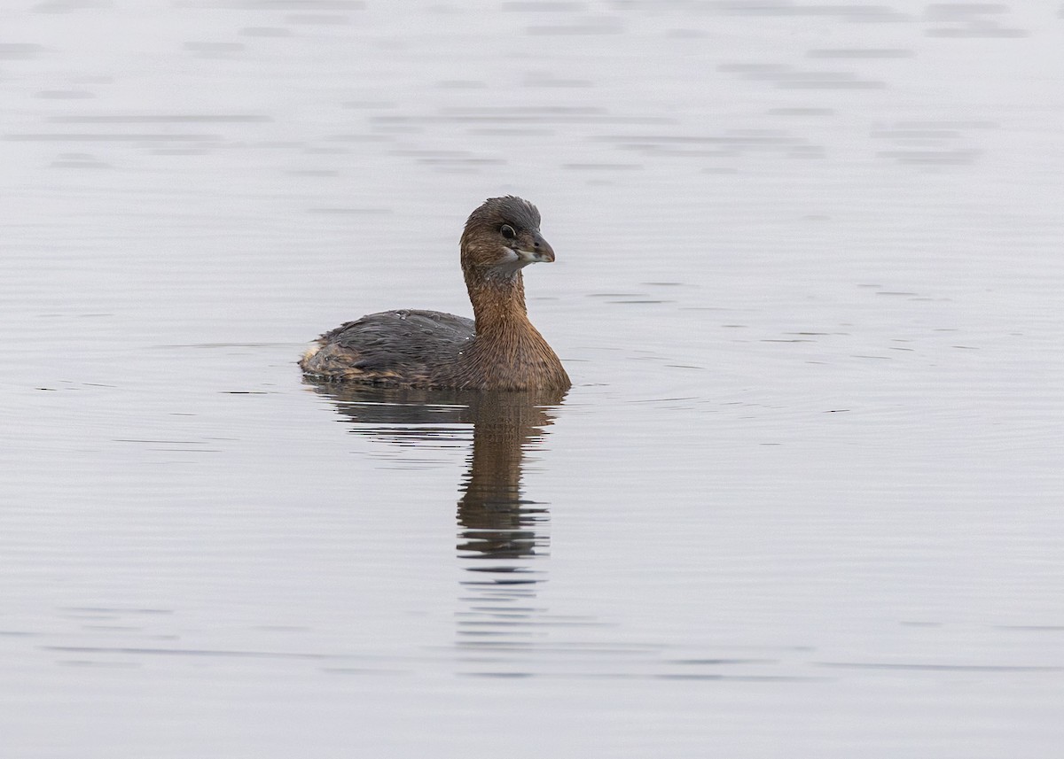 Pied-billed Grebe - ML646499879
