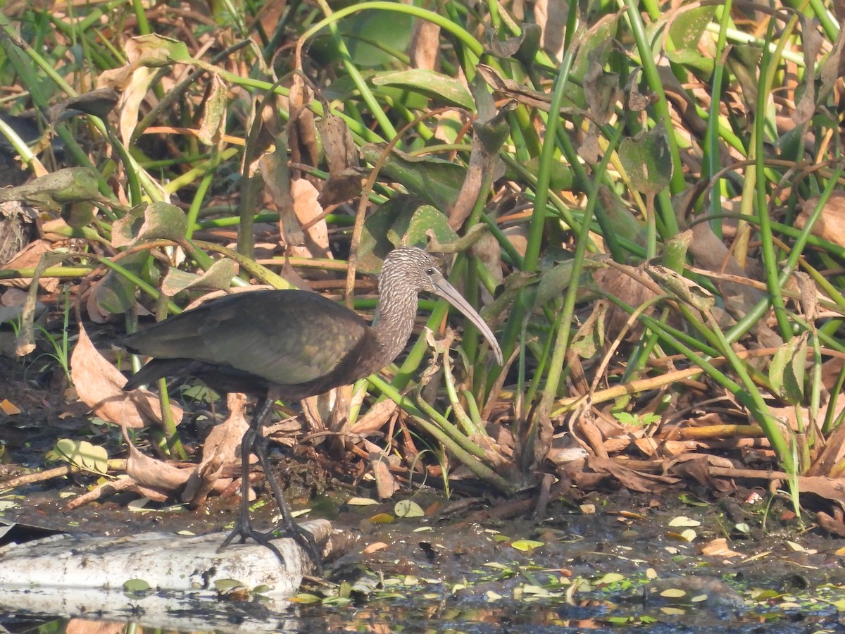 Glossy Ibis - ML646499881
