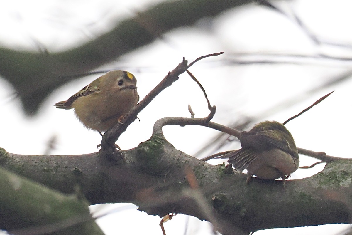 fuglekonge - ML646499882