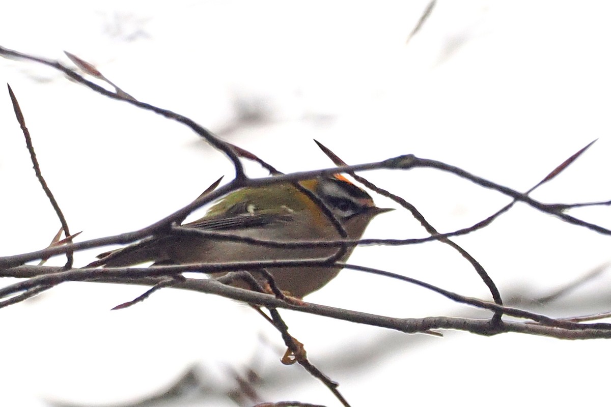 rødtoppfuglekonge - ML646499883