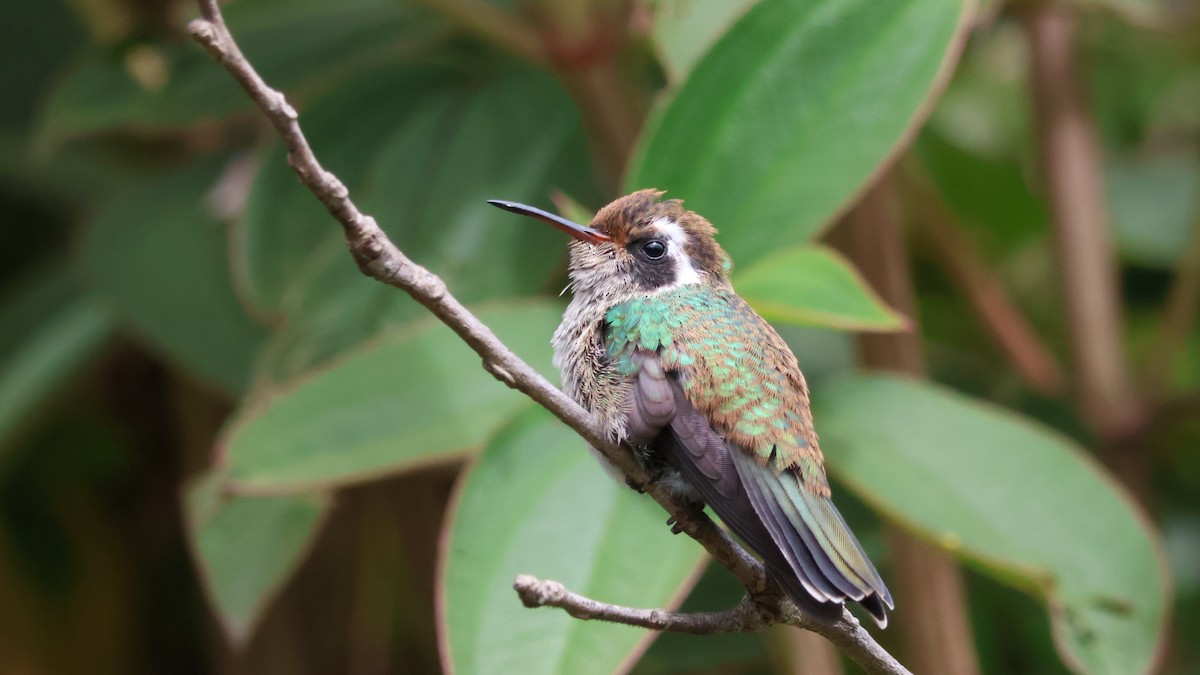 White-eared Hummingbird - ML646499884