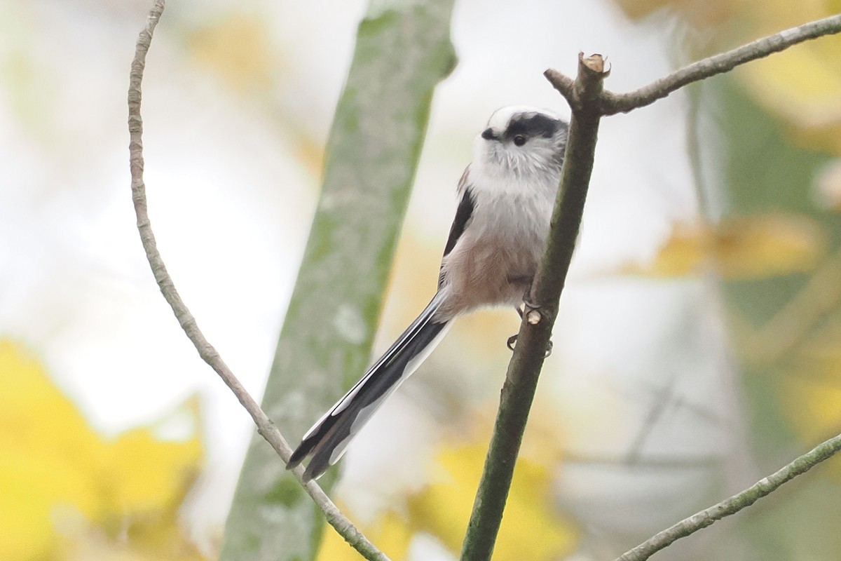 stjertmeis - ML646499886