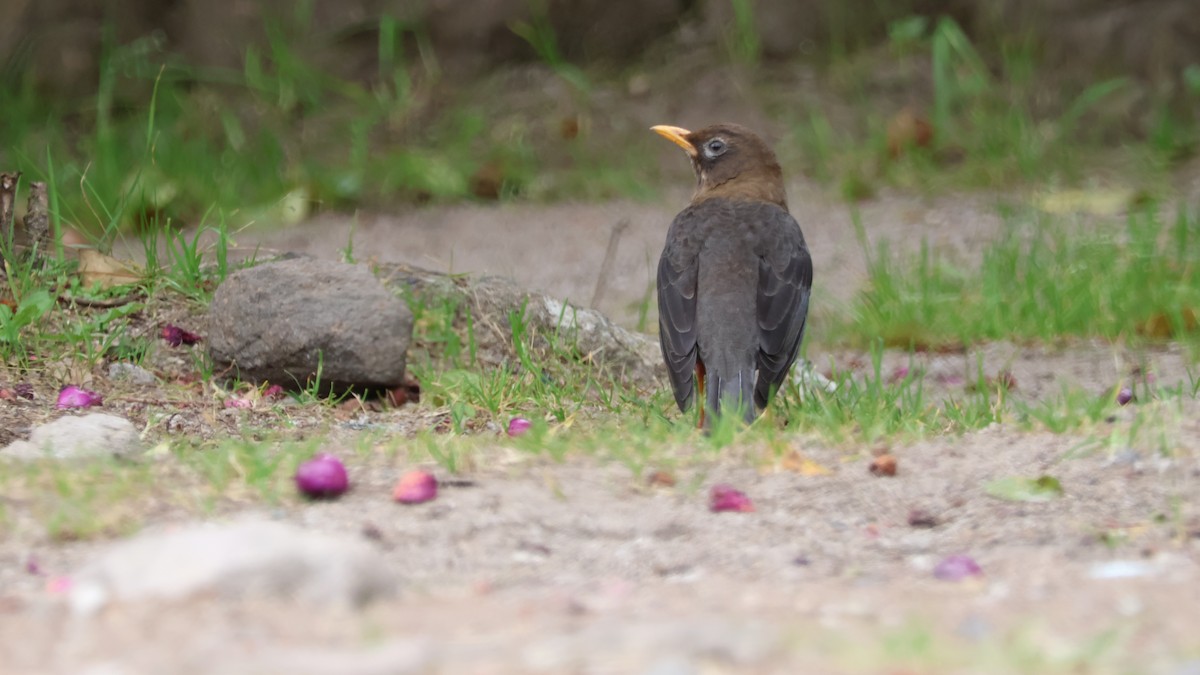 Rotnackendrossel - ML646499890