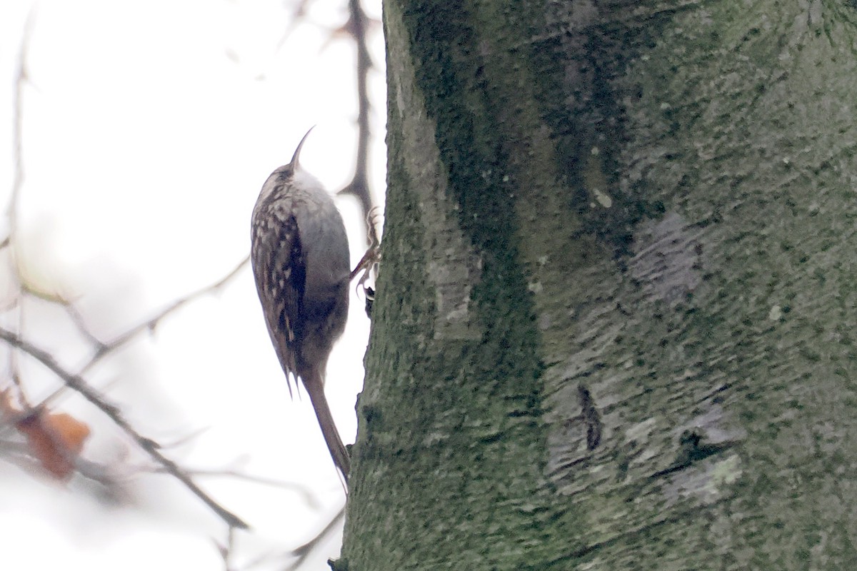 Short-toed Treecreeper - ML646499891