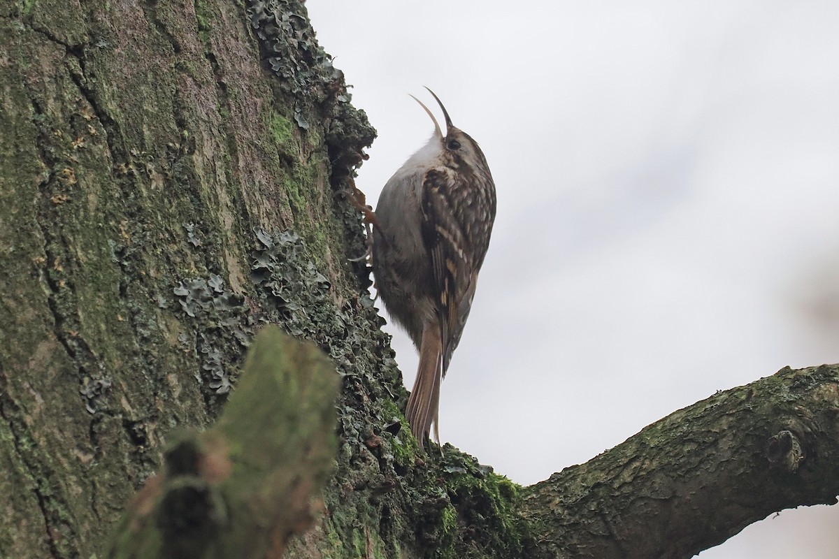 Short-toed Treecreeper - ML646499892