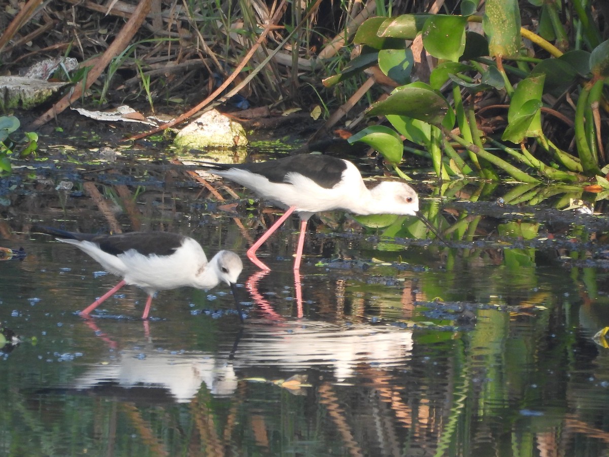 Black-winged Stilt - ML646499894
