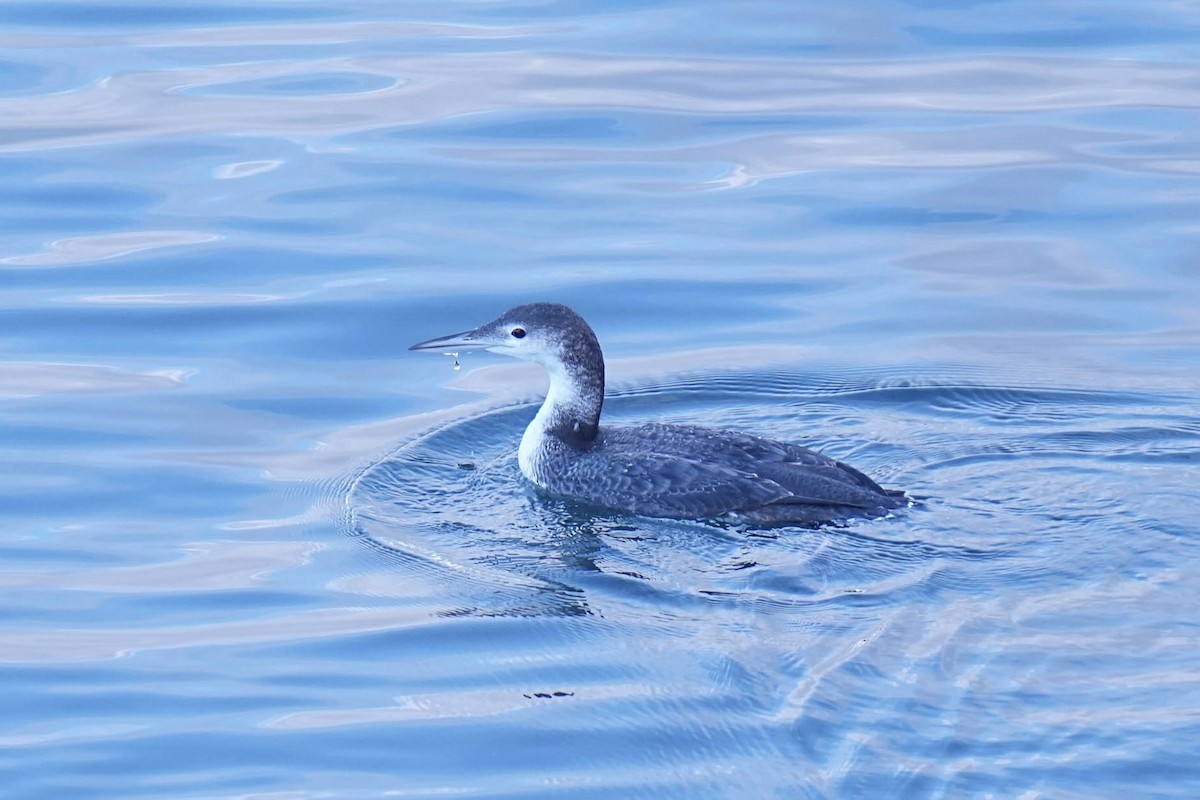 Eistaucher - ML646499895