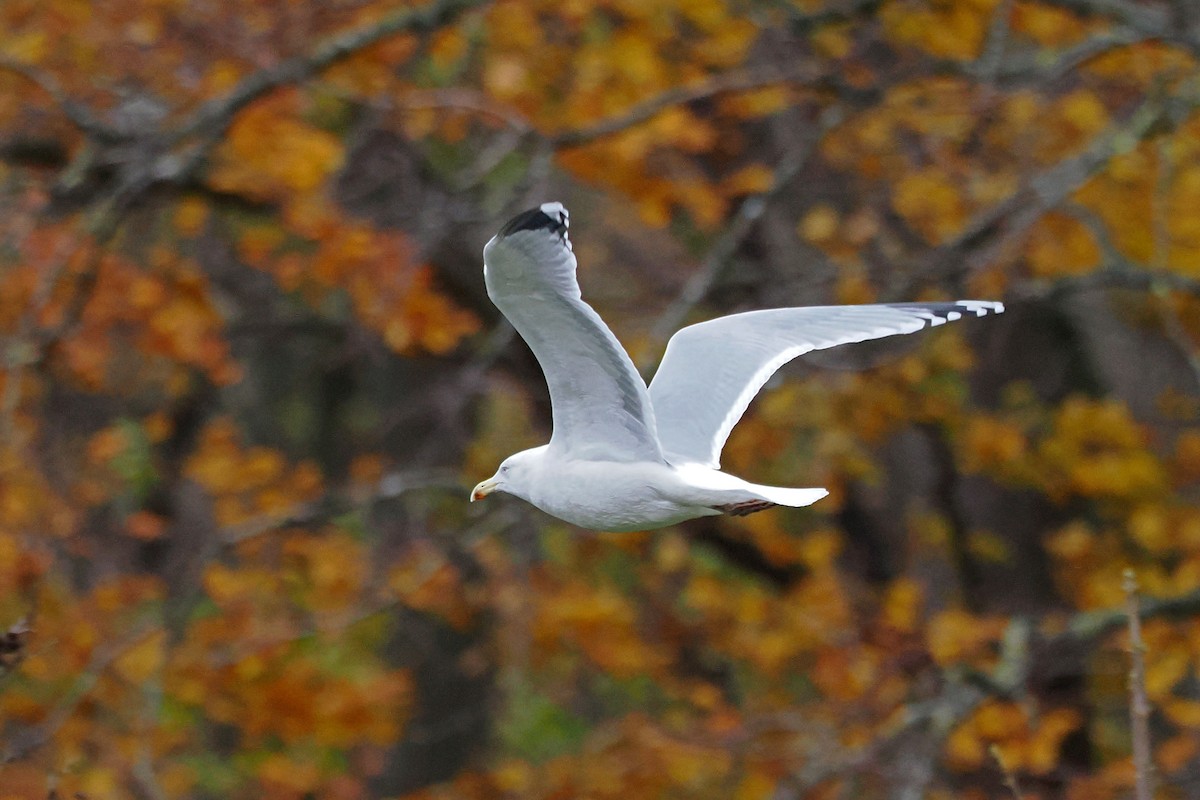 gråmåke - ML646499896