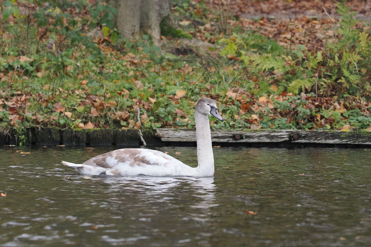 Лебідь-шипун - ML646499910
