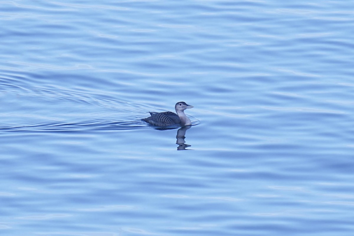 Gelbschnabeltaucher - ML646499912