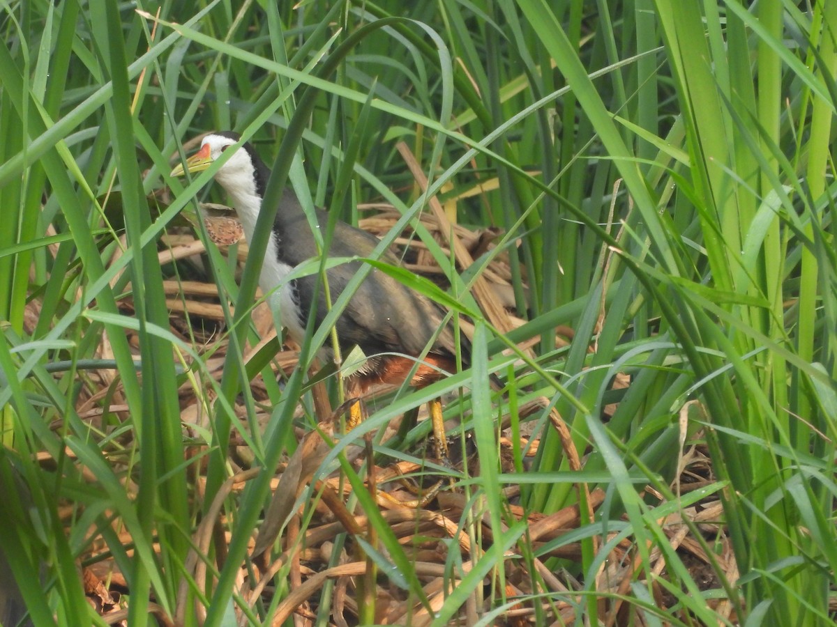 White-breasted Waterhen - ML646499916