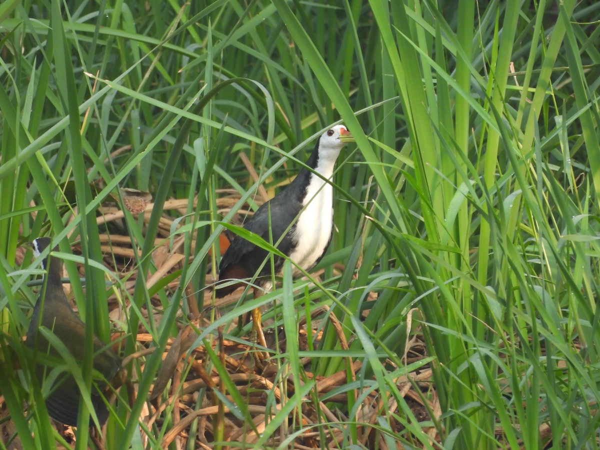 White-breasted Waterhen - ML646499917
