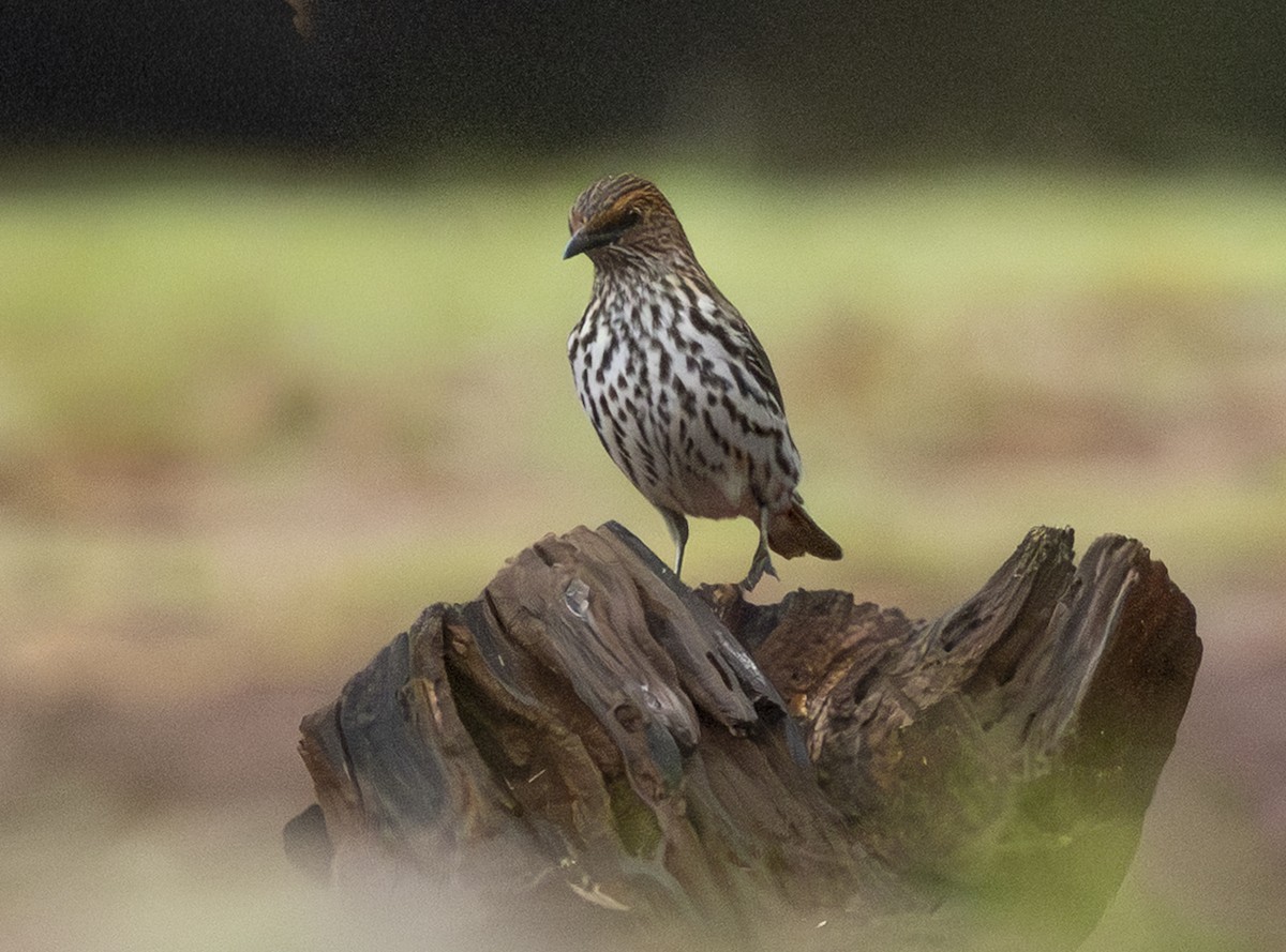 シロハラムクドリ - ML646499919