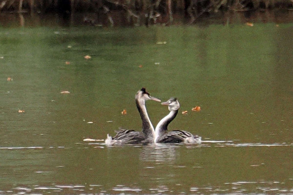 toppdykker - ML646499920