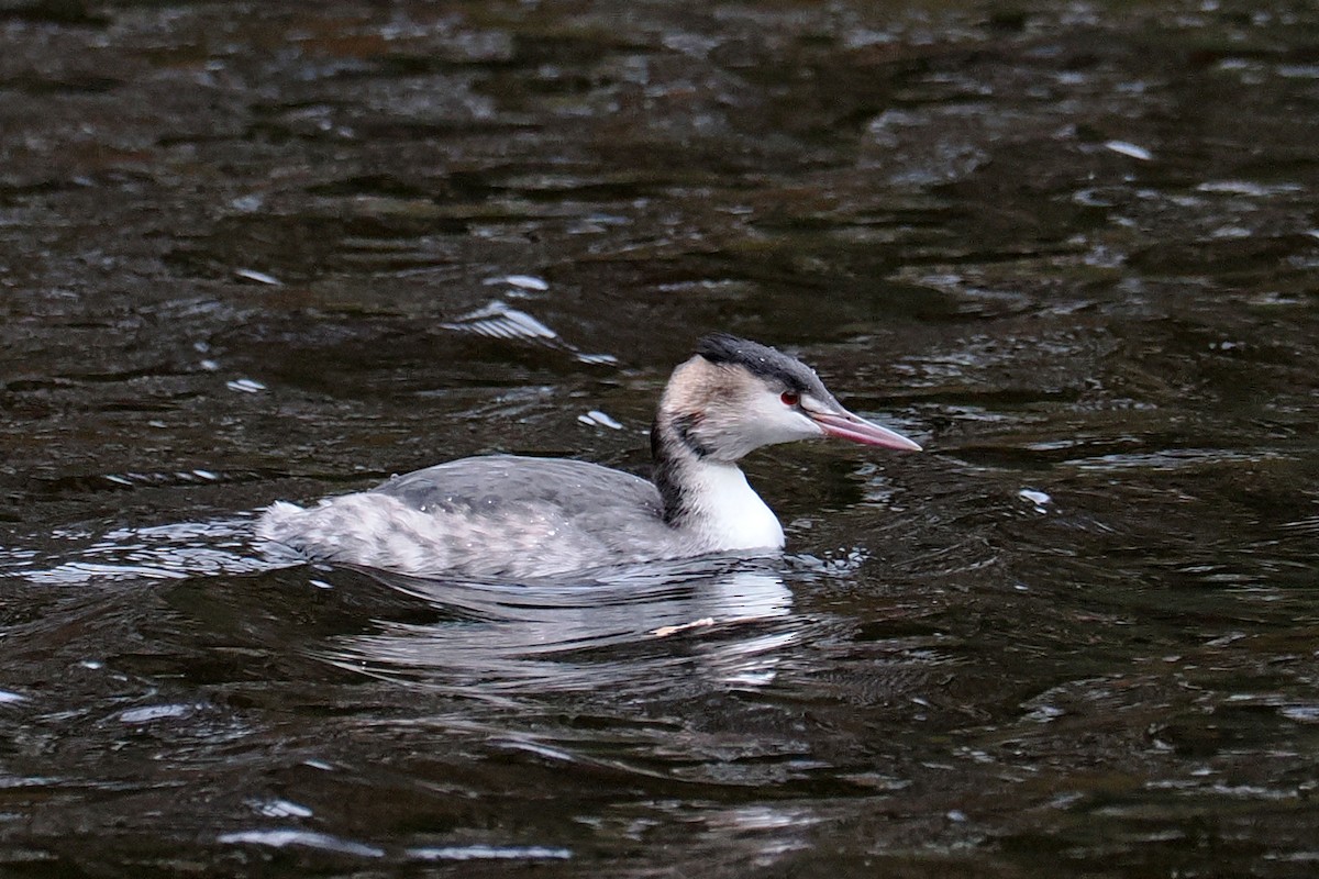 toppdykker - ML646499921