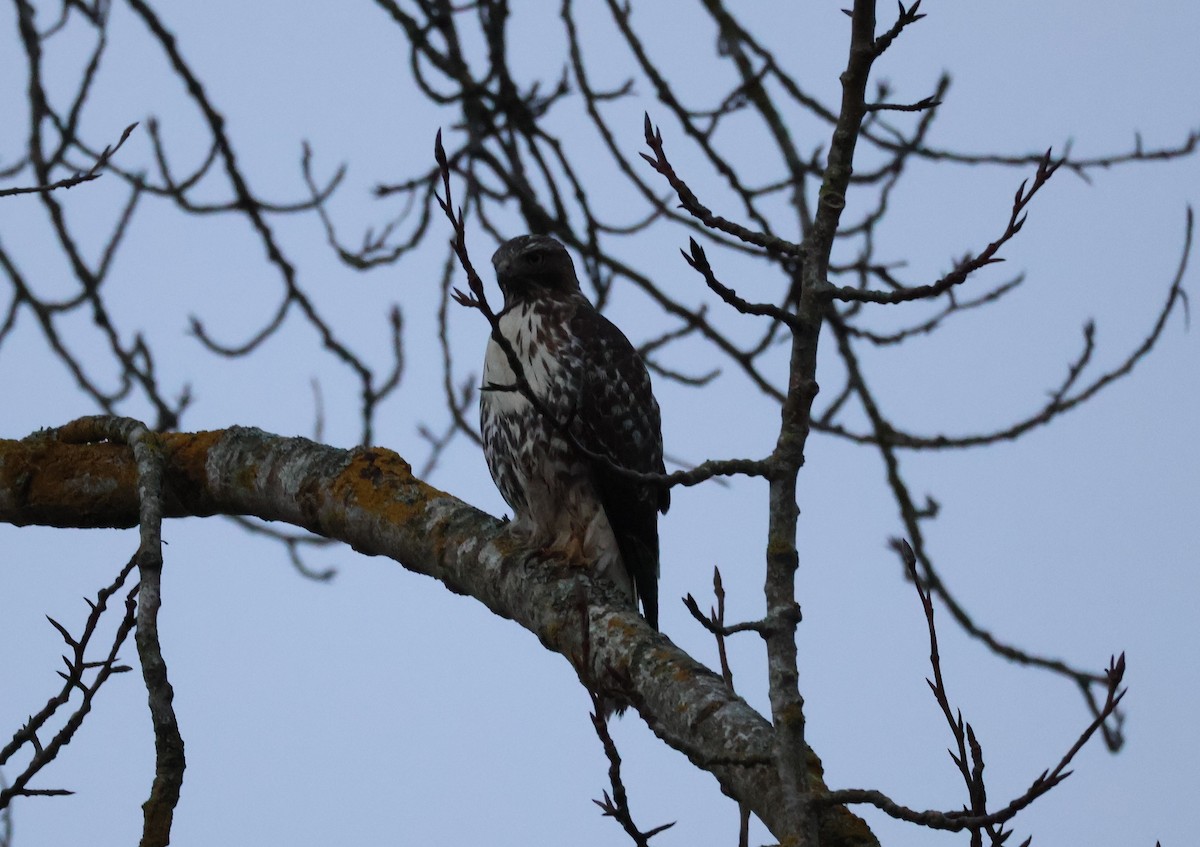 アカオノスリ - ML646499922