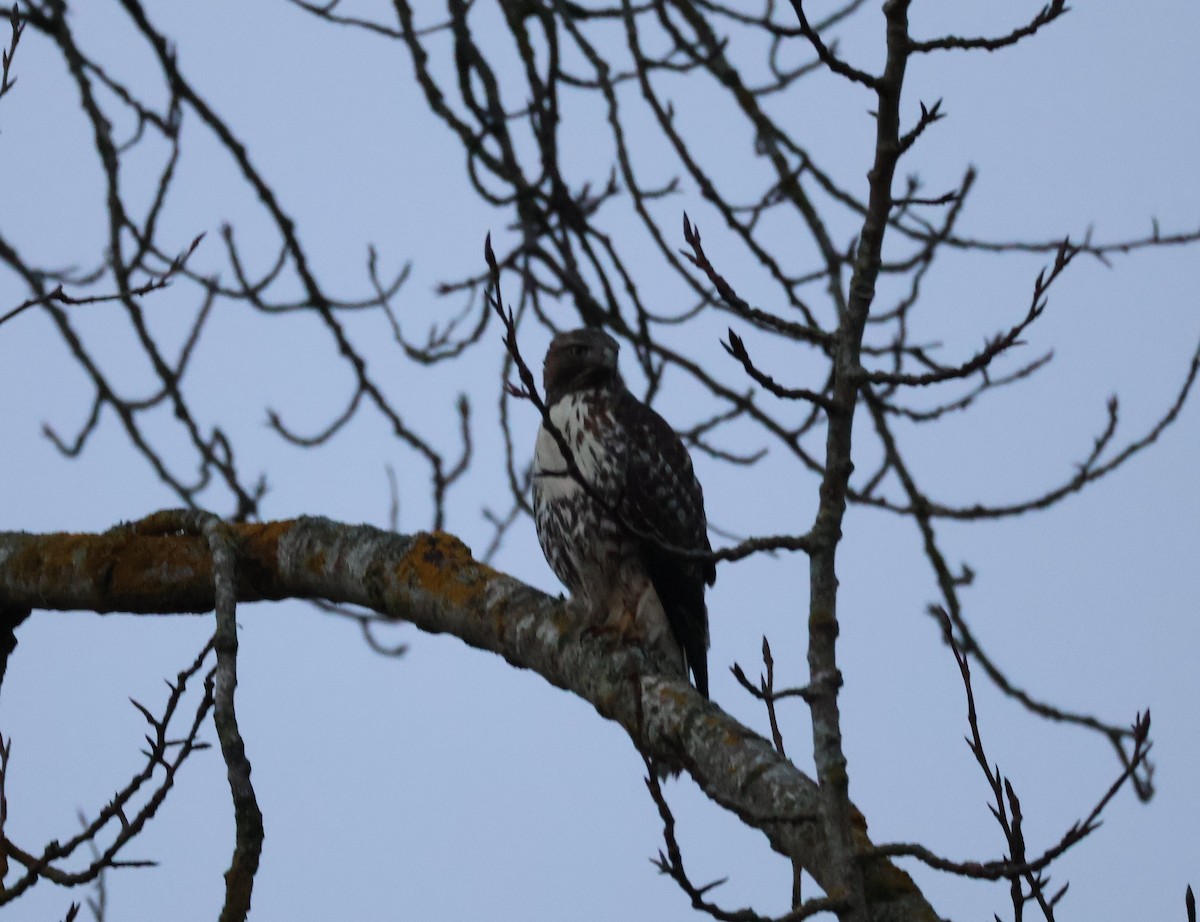 アカオノスリ - ML646499923