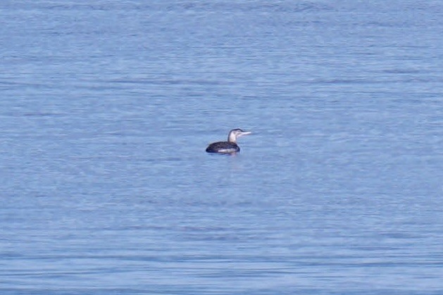 Gelbschnabeltaucher - ML646499924