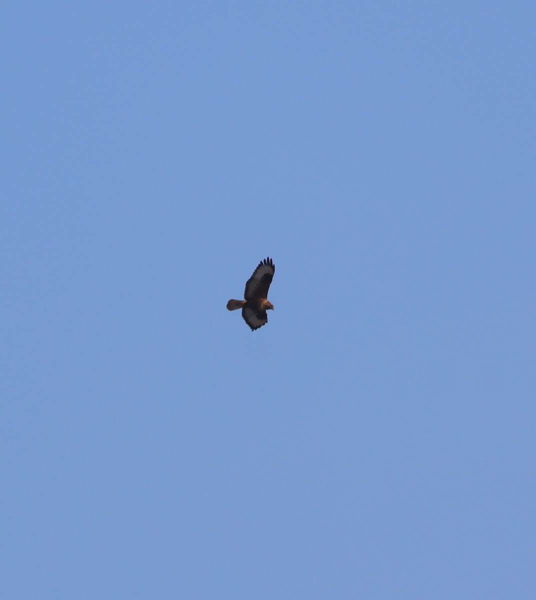 Buse variable - ML646499926