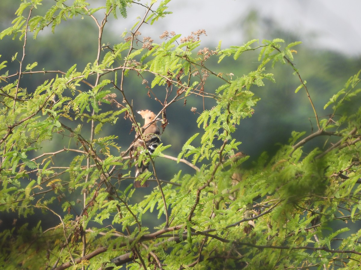 Common Hoopoe - ML646499933