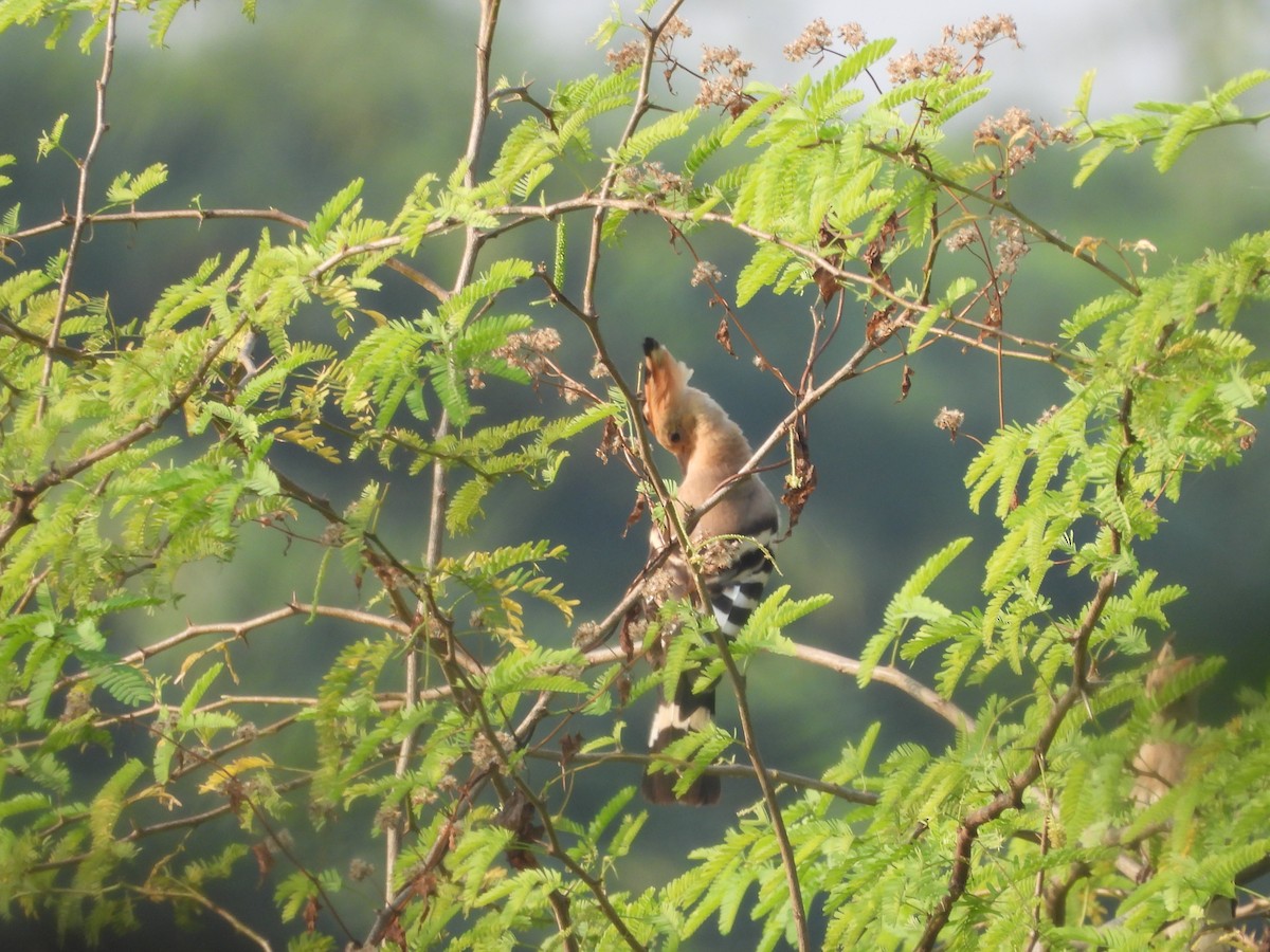 Common Hoopoe - ML646499935