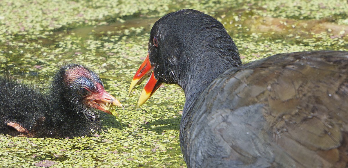 slípka tmavá - ML646499936