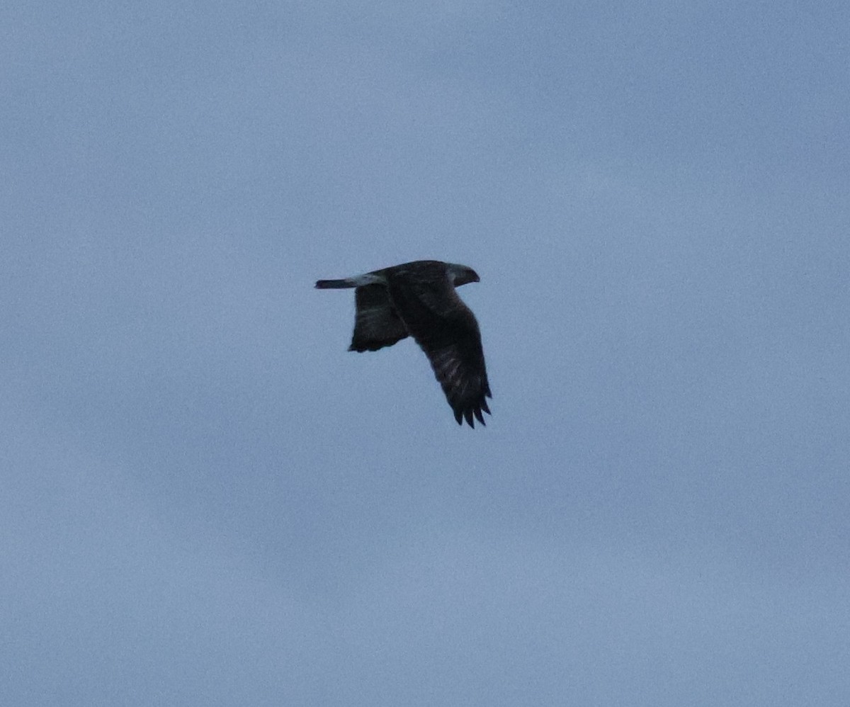 ケアシノスリ - ML646499937