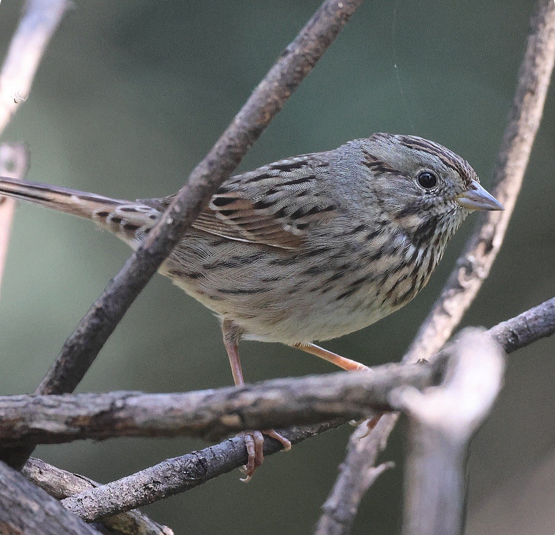 ヒメウタスズメ - ML646499938