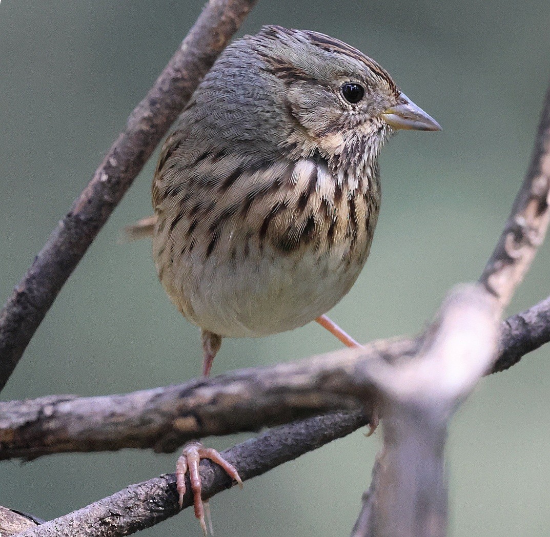 ヒメウタスズメ - ML646499939