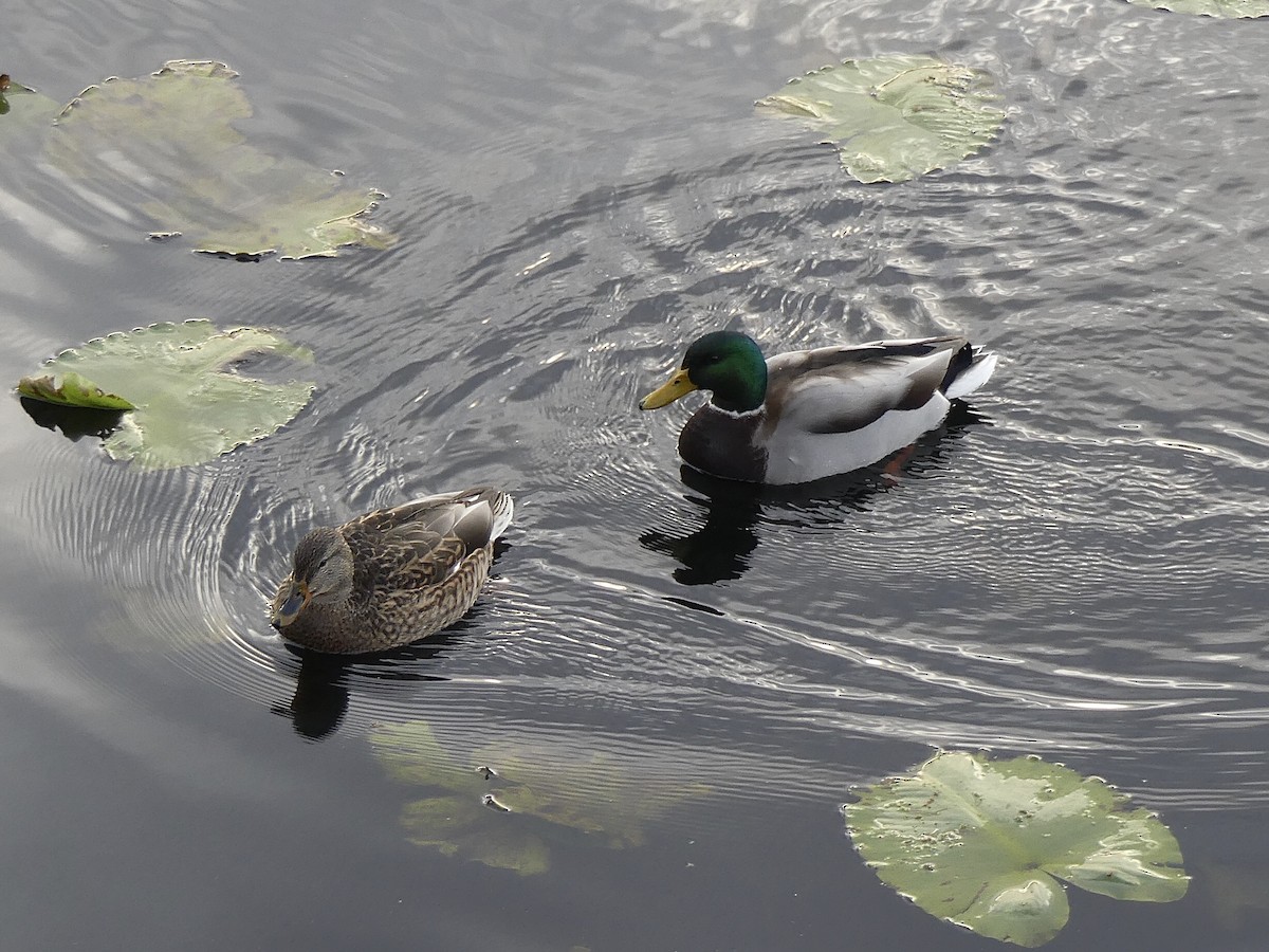 ברכיה - ML646499944