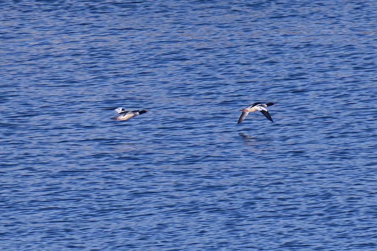 Gänsesäger (americanus) - ML646499946