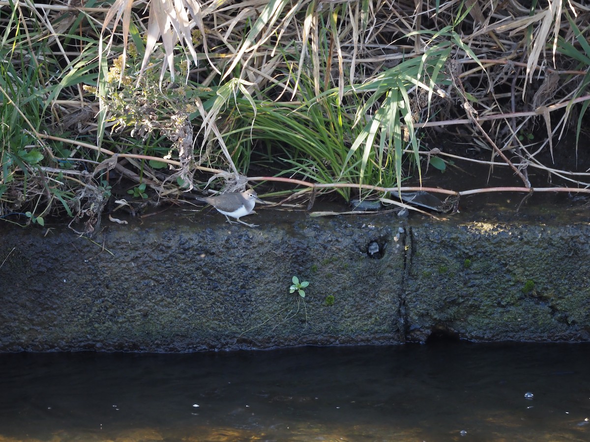 Набережник палеарктичний - ML646499947