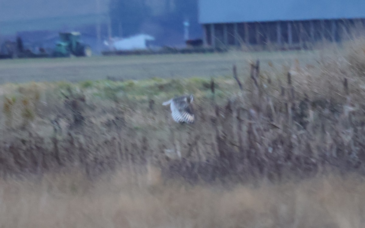 コミミズク - ML646499953