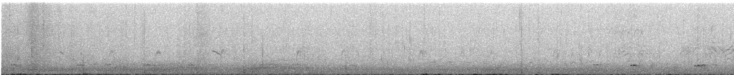 ostralka štíhlá - ML646499956