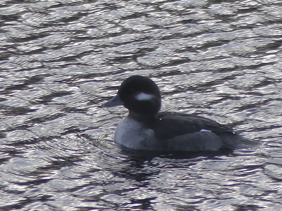 עבראש לבנוני - ML646499957