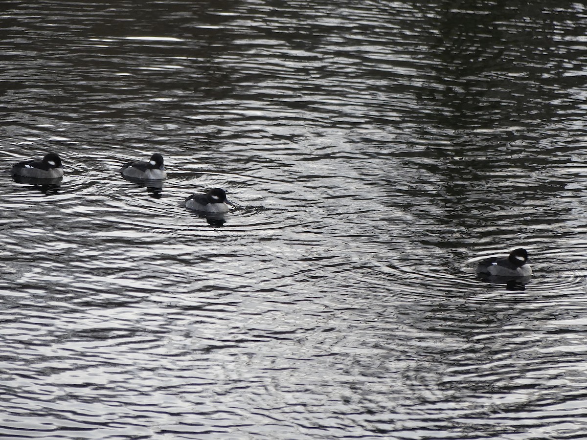 עבראש לבנוני - ML646499958