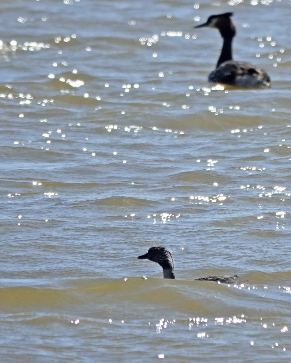 カンムリカイツブリ - ML646499959