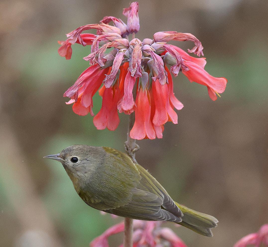 ズアカアメリカムシクイ - ML646499966