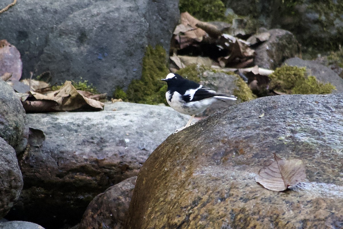 Énicure nain - ML646499967