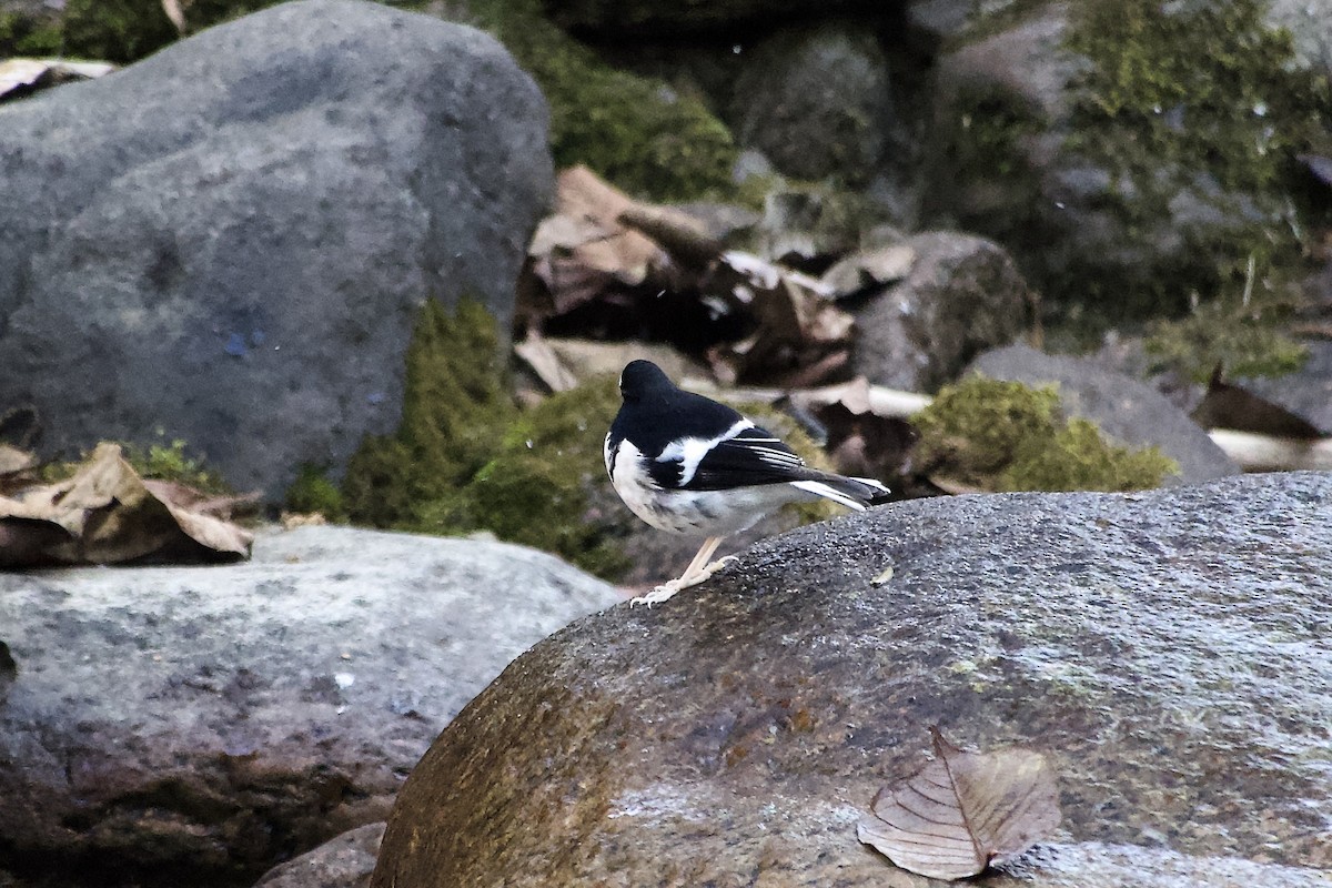 Énicure nain - ML646499968