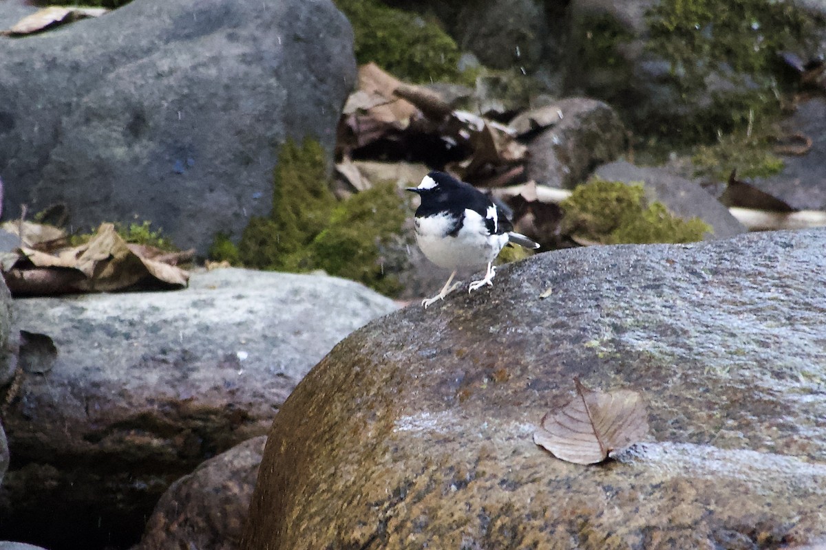 Énicure nain - ML646499969